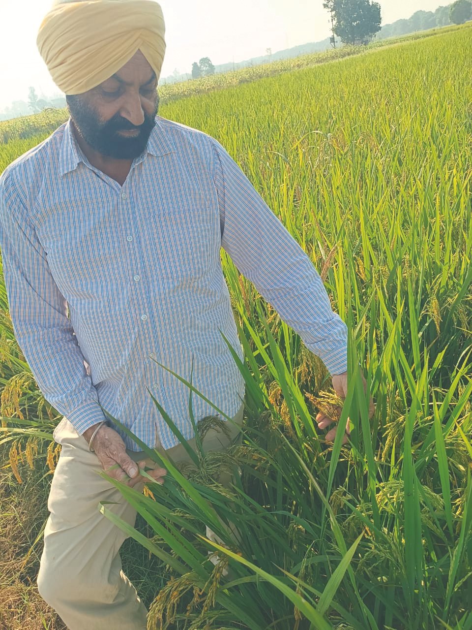 ਝੋਨੇ ਦੇ ਹਲਦੀ ਰੋਗ ਨੇ ਕਿਸਾਨਾਂ ਦੇ ਸਾਹ ਸੂਤੇ