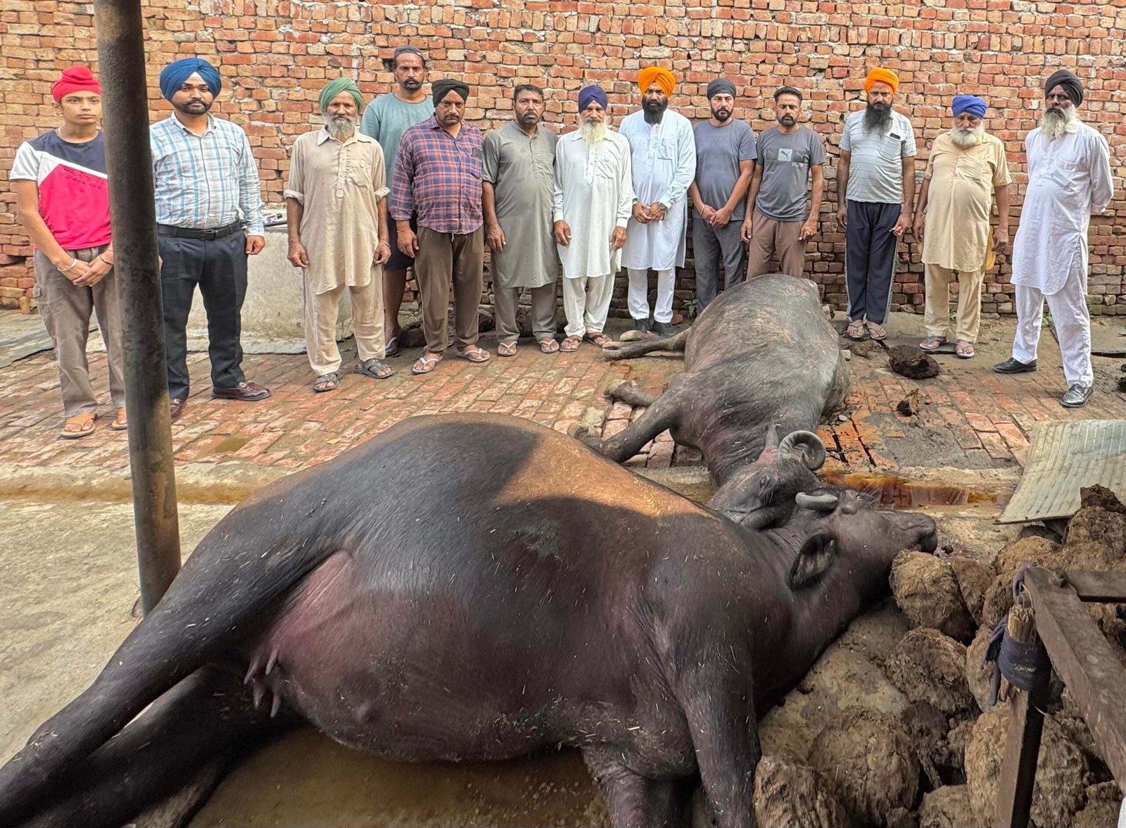 ਪਿੰਡ ਚੁੰਨੀ ਮਾਜਰਾ ਵਿੱਚ ਸ਼ਾਰਟ ਸਰਕਟ ਕਾਰਨ ਕਿਸਾਨ ਦੀਆਂ ਪੰਜ ਮੱਜਾਂ ਦੀ ਮੌਤ।